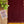 'DAMINI: Maroon' Handwoven Begumpuri Saree