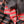'JYOTSNA: Black-red' Handwoven Begumpuri Cotton Saree