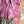 'SASYA' Handwoven Pochampally Cotton