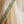'RASIKA: yellow' Handwoven Silk-Cotton Maheshwari Saree