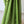 'FORM & FUNCTION' Handwoven Mangalagiri Cotton Saree