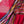 'RONGELA' Handwoven Cotton Dhonekhali Saree
