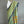 'LET'S ALIGN' Handwoven South Cotton Saree