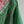 'HIMABINDU' Handwoven Cotton Narayanpet Saree