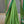 'VARAHI' Handwoven Ilkal Silk Pallu Saree