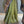 'AVYUKTA: GREEN DUAL-TONED' Handwoven Silk-Cotton Maheshwari Saree