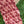 'NECTARINE TRELLIS' Handwoven Mulberry Silk Stole
