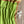 'BAHUDA: Lime green' Handwoven Venkatagiri Cotton Saree