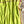 'NAGAVALLI: Neon Green' Handwoven Venkatagiri Cotton Saree