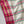 'NARAYANI' Handwoven Cotton Venkatagiri Saree